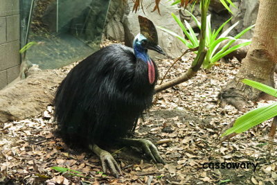 27 Sydney Zoo, cassowary 