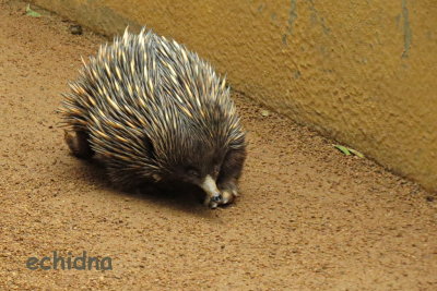 28 Sydney Zoo, echidna