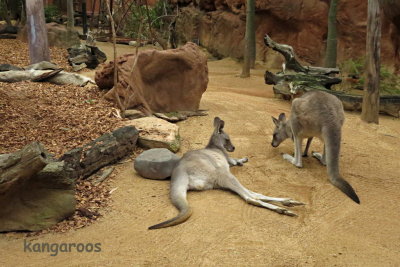 29 Sydney Zoo, kangaroo