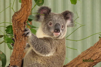 30 Sydney Zoo, koala 