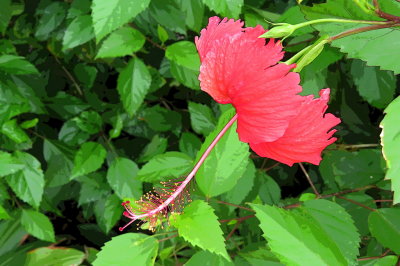 108 Hybiscus flower