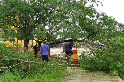 111 Luganville, Vanuatu, tree down