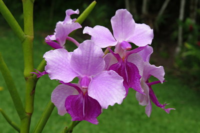124 Lautoka, Raymond Burr's Orchid Garden