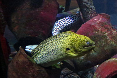 158 Melbourne, Sea Life Aquarium
