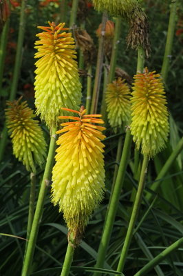 214 Dunedin, Botanical Garden