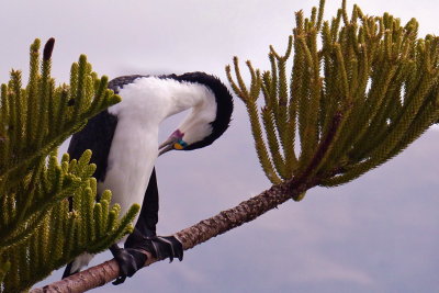 239 Akaroa, bird