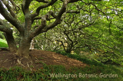 247 Wellington Botanic Garden