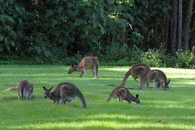 310 Gold Coast, a 'mob' of kangaroos