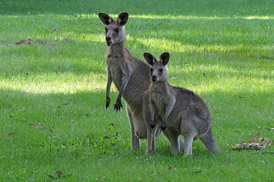 311 Gold Coast, kangaroo mob