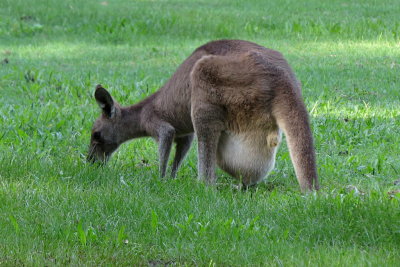 312 Gold Coast, kangaroo with joey