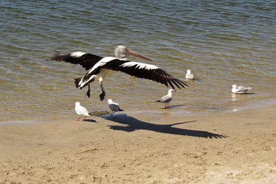 319 Labrador, Queensland, pelican