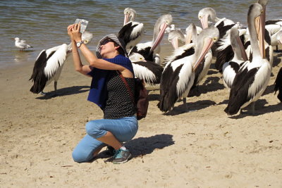 320 Labrador, Queensland, pelicans 