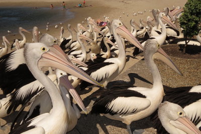 321 Labrador, lots of pelicans