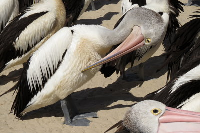 322 Labrador, pelican