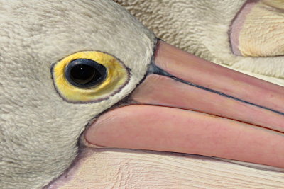 323 Labrador, pelican eye