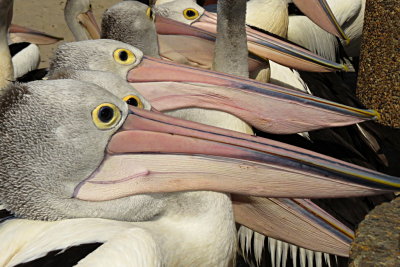 324 Labrador, pelican eyes and beaks
