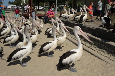 325 Labrador, pelicans waiting for feeding time