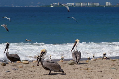 8 Puerto Vallarta, pelicans
