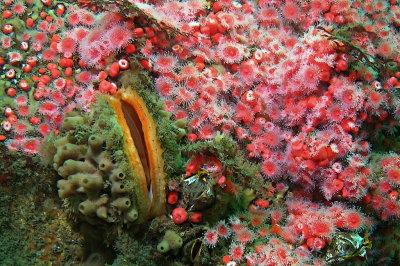 C261   Rock scallop and strawberry anemones, Mozino Point