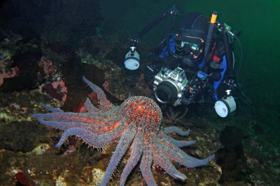 Scuba Diving Tahsis BC with Tahtsa Dive Charters