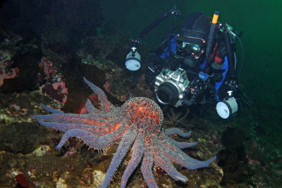 C288   Sunflower star and diver, Ratfish Point