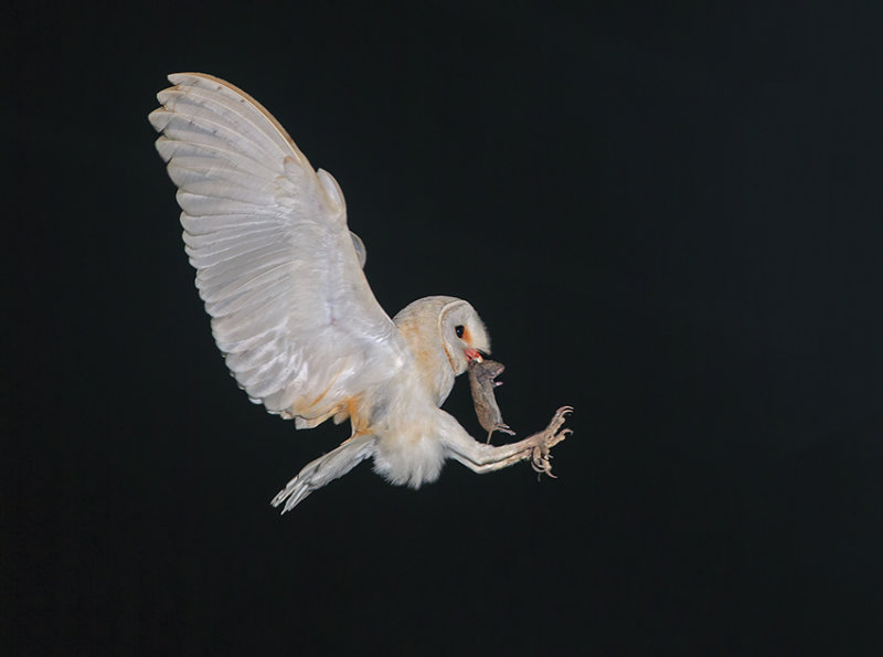 Barn Owl.