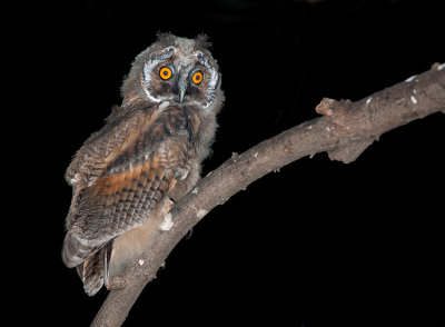 Long-ered Owl. (young)