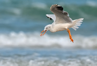 Slender-billed Gull.