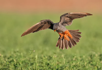 Red-Footed Falcon. (Male)
