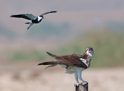  Spur-winged Lapwing Attack Osprey.