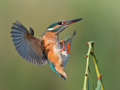 Kingfisher. (female)