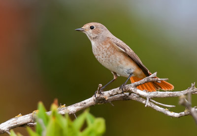 (Common) Redstart. (female)