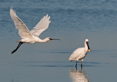 Spoonbill.