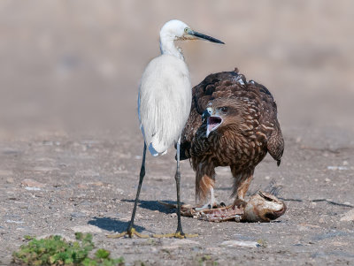 Black Kite warning Little Egret.