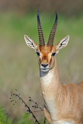 Mountain Gazelle. Male.