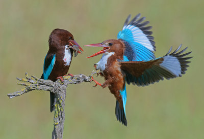 White-throated Kingfisher.