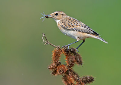 Whinchat. (female)