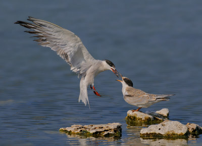 Common Tern.