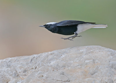 White-crowned Wheateur.
