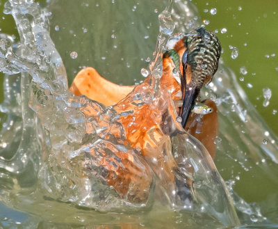 Kingfisher. I want to show the viewer what is happening inside the water.