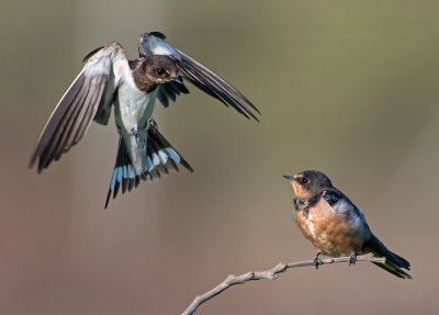 Barn Swallow.