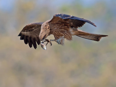 Dining in flight.... 