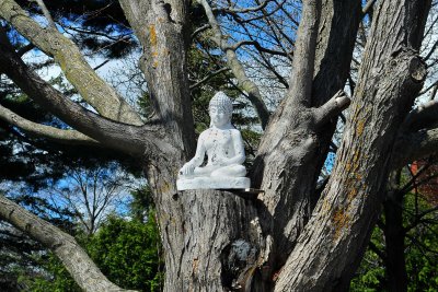 Buddha in a tree