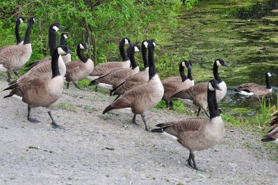 goose stepping