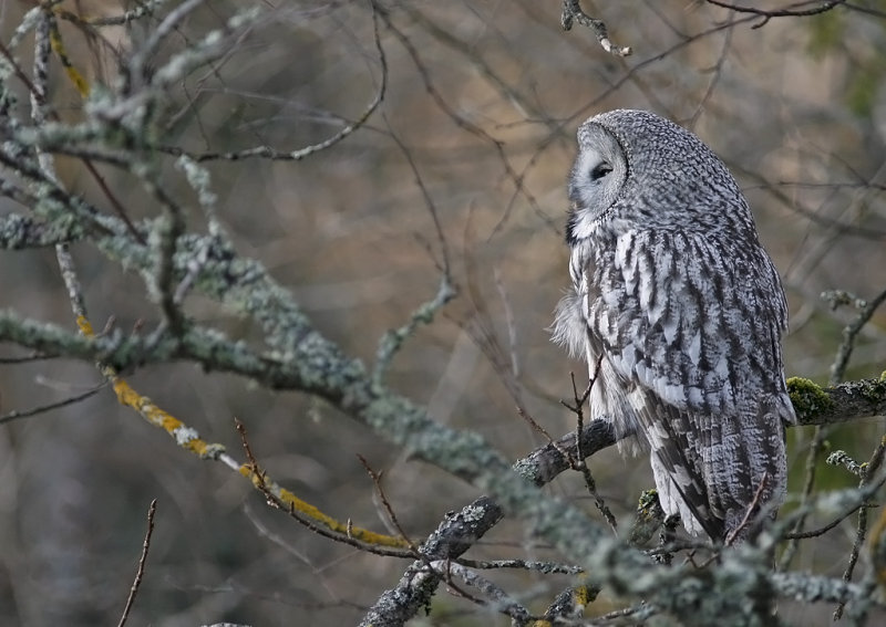 Lappuggla/Great Grey Owl