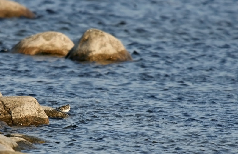 Myrsnppa/Broad-Billed Sanpiper.