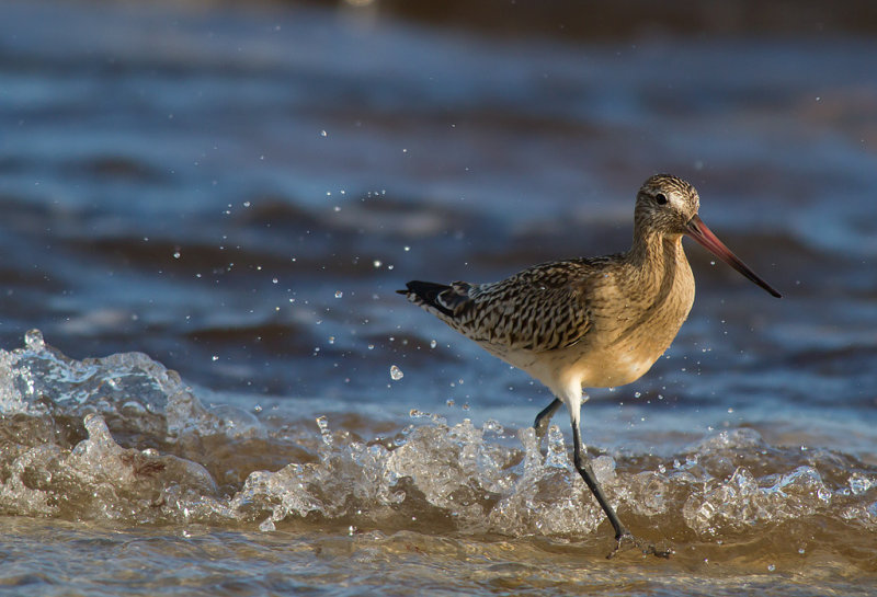 Myrspov/Bartailed Godwit