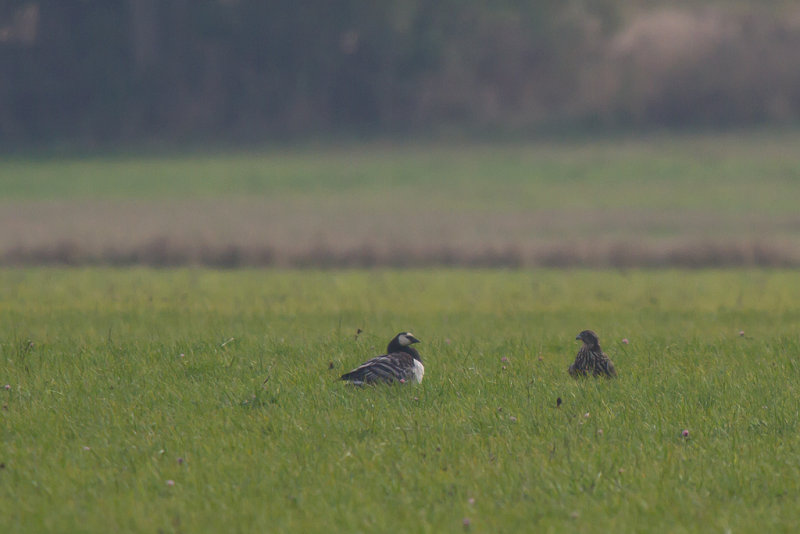 Jaktfalk/Gyr Falcon.