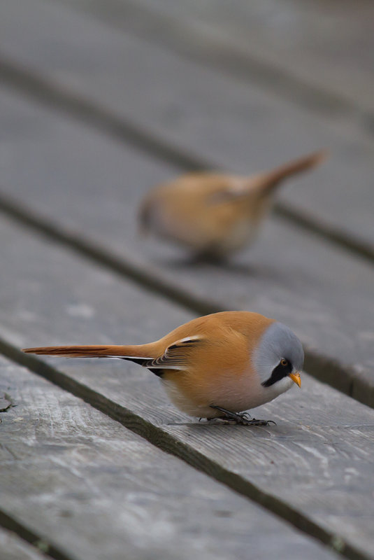 Skggmes/Bearded Reedling