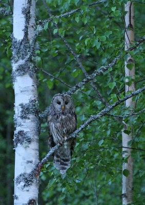 Slaguggla/Ural Owl